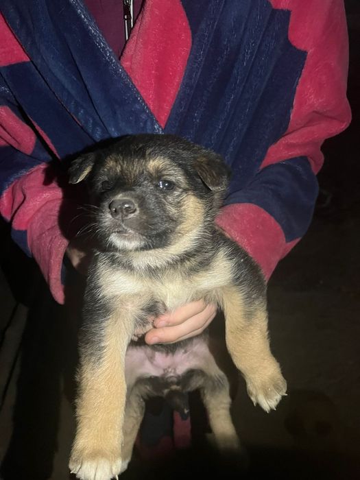 Немецкая овчарка