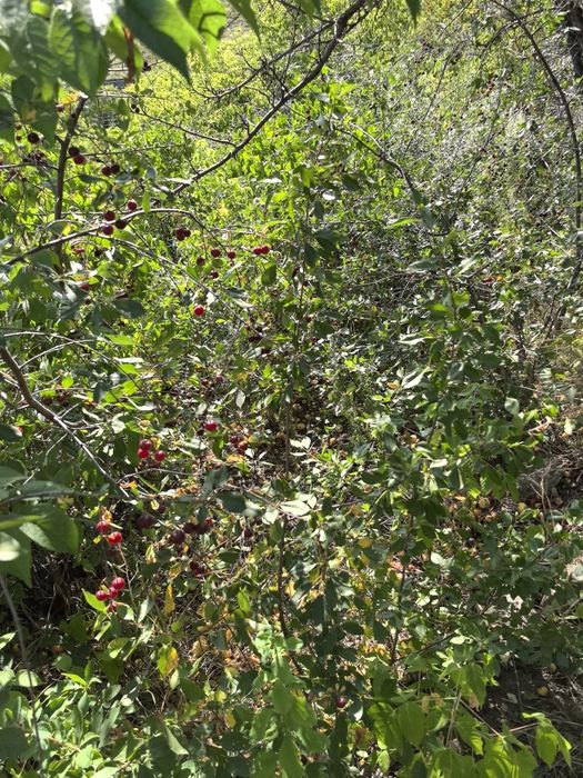 Продам дачу на Аблокетке