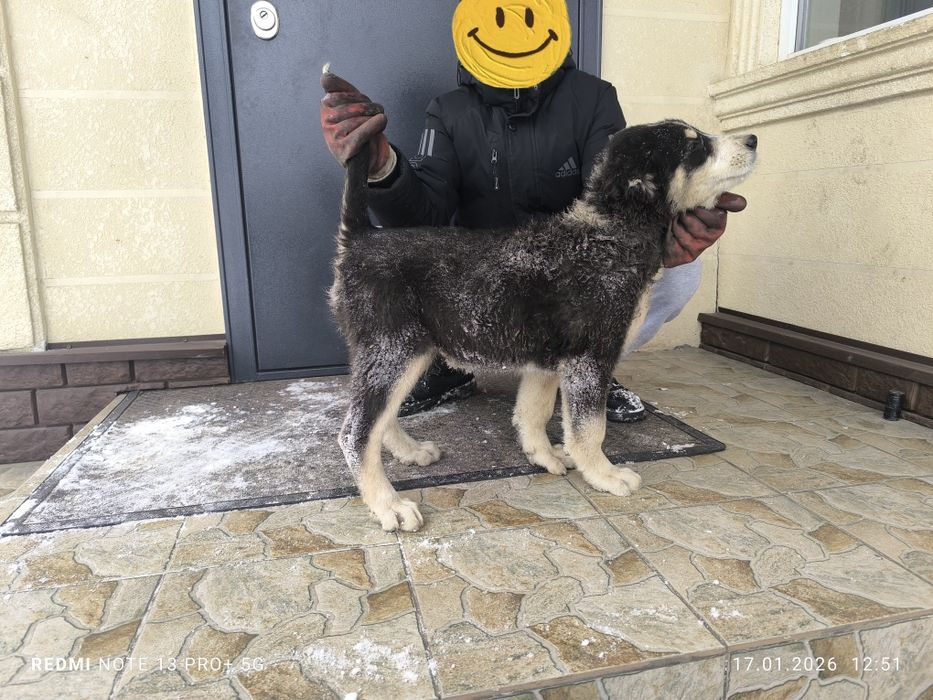 Продам щенок Сао