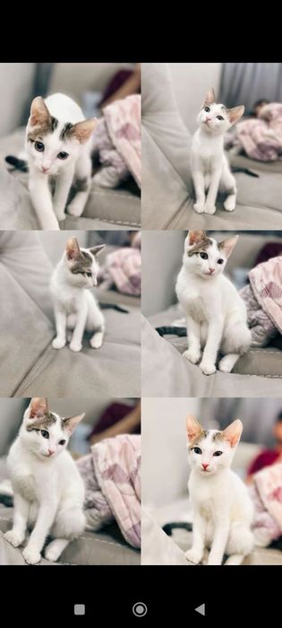 Котенок бесплатно
