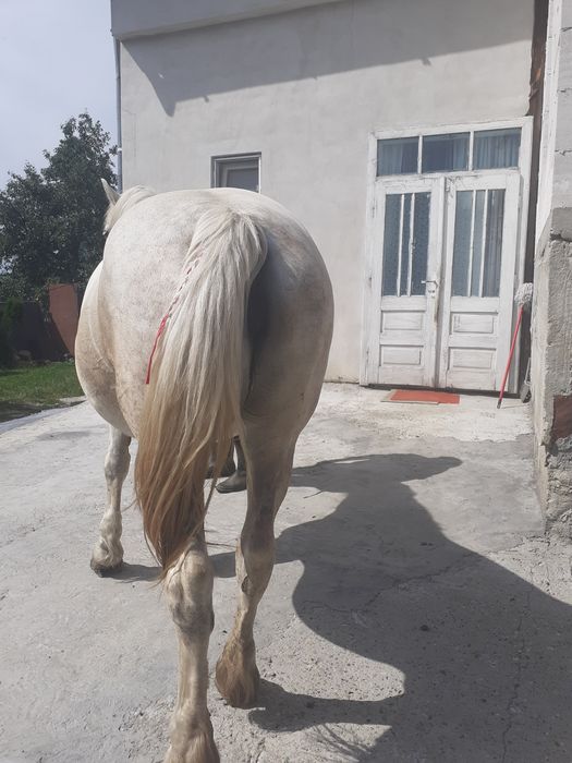 Iapă de vânzare gestanta