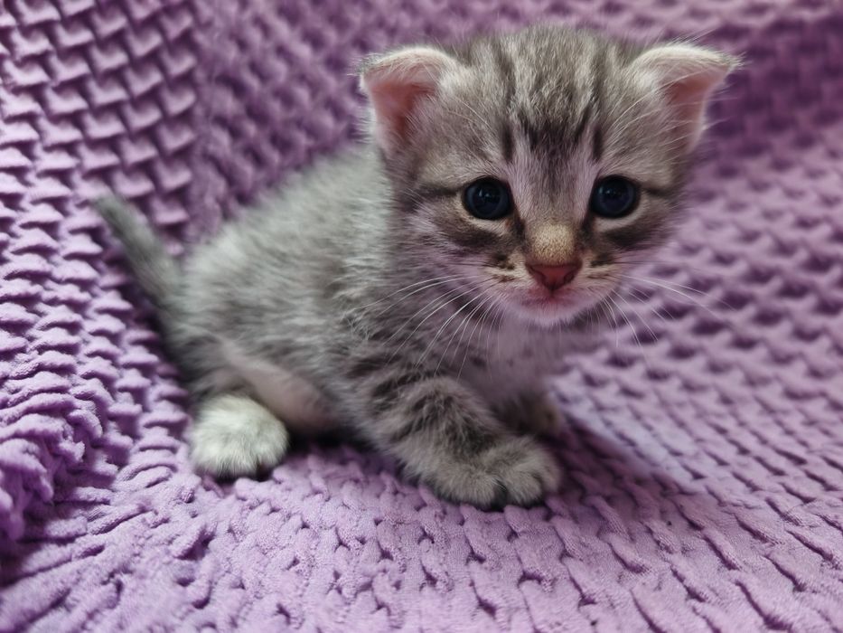 Продам милых котят