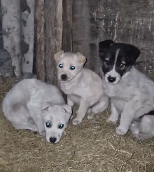 Девочки ищут дом рожать не будут