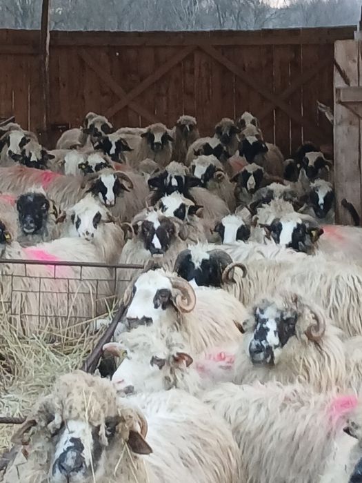 Vind  210 oi breze și oachise cu miei