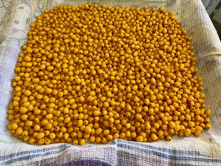 Продам облепиху