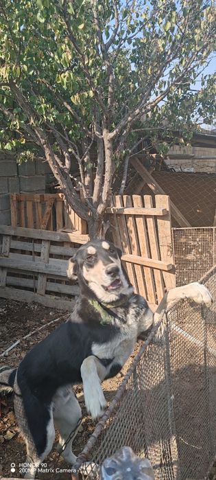 Собака кобель ит күшік