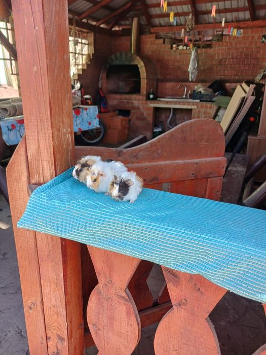 Pui de porcușori de Guineea frezati si cu parul drept