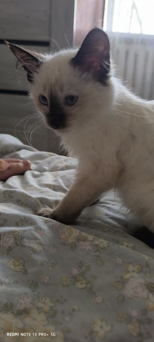 Отдам котенка (мальчик )