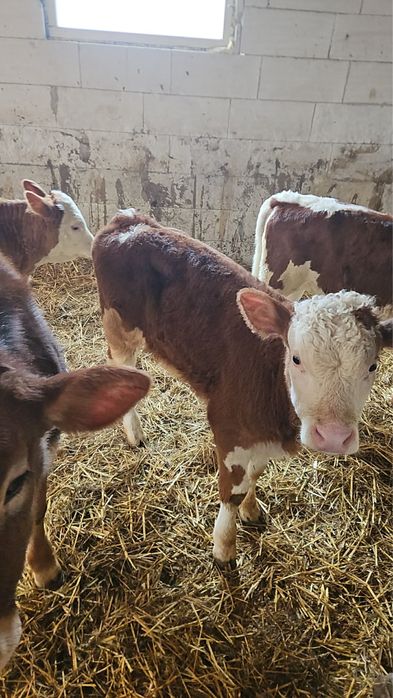 Vand viței înțarcat