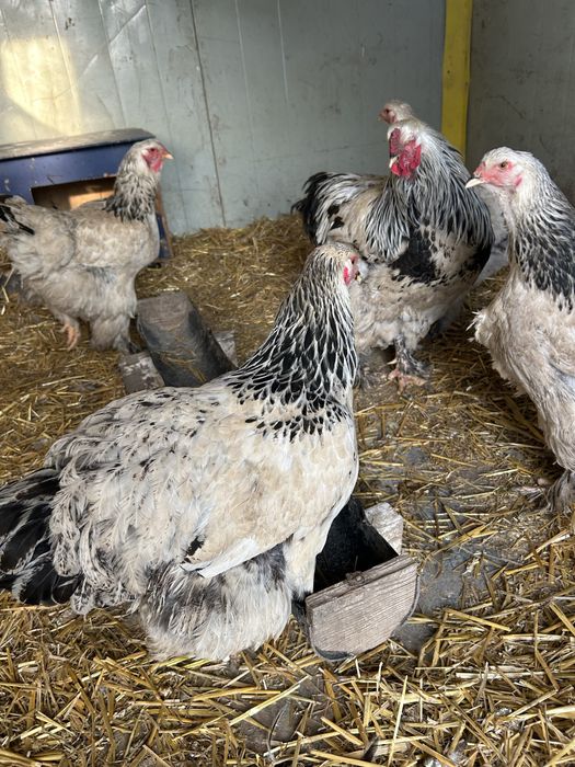 Продам петуха и куриц