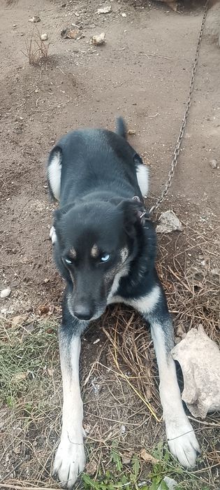 Отдам в добрые руки