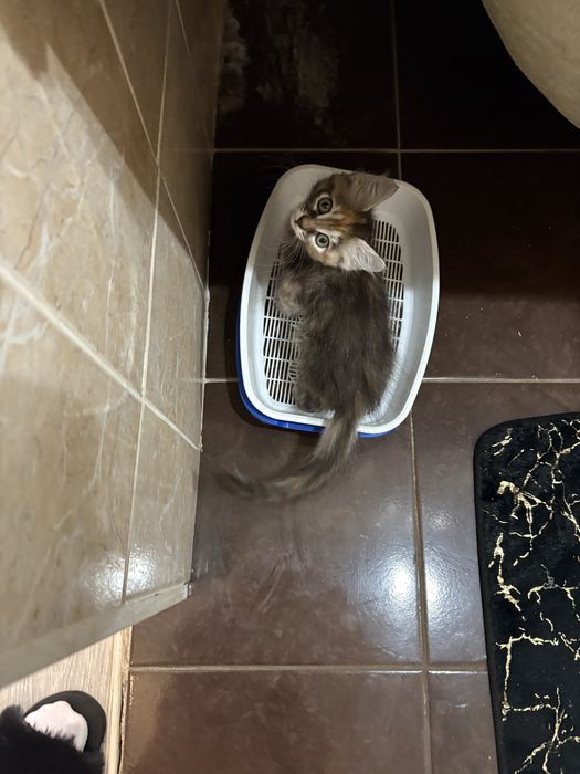 Отдаю котенка 2,5 месяца