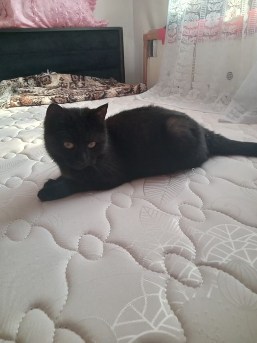 Отдам в добрые руки