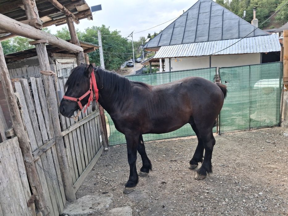 Vand 2 cai tineri unul in varsta de 7 ani,iar celalalt 2 ani. Cel de 7 ani este castrat
