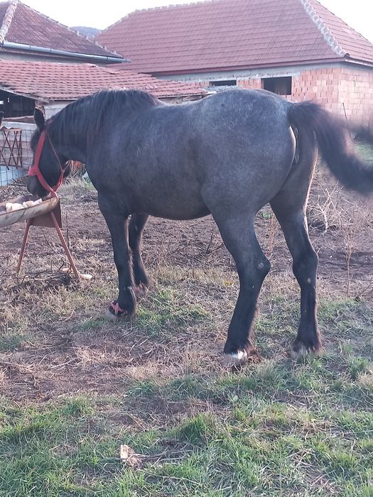 Manza de 3 ani ,mucedă