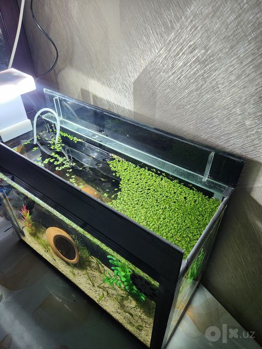 Akvariyum 35litr