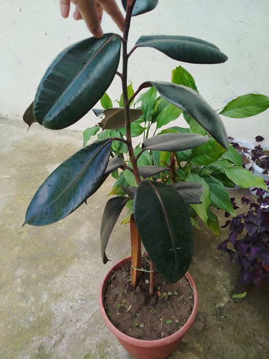 Fikus rezina daraxti sotiladi

1 yillik, sog‘lom va chiroyli gul.