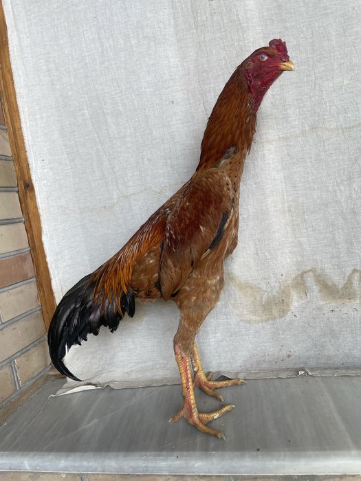 Yapon ataka Xuroz 100% lik narxi kami bor