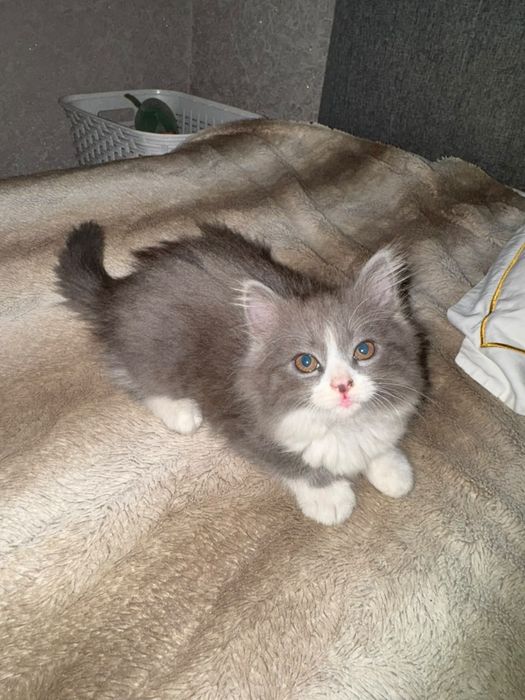 Отдам котёнка девочку