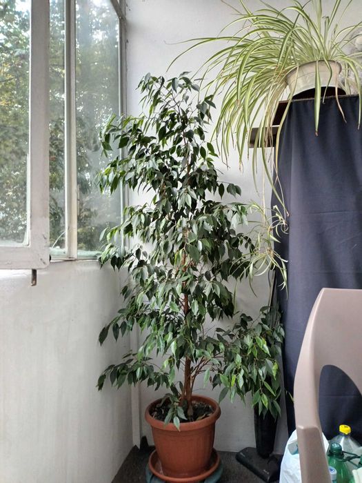 Ficus Benjamina Târgu Mureș
