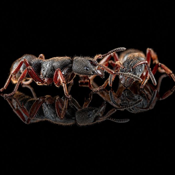 Pseudoneoponera rufipes