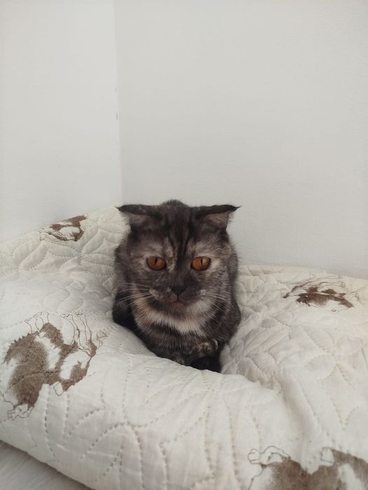 Британская кошка