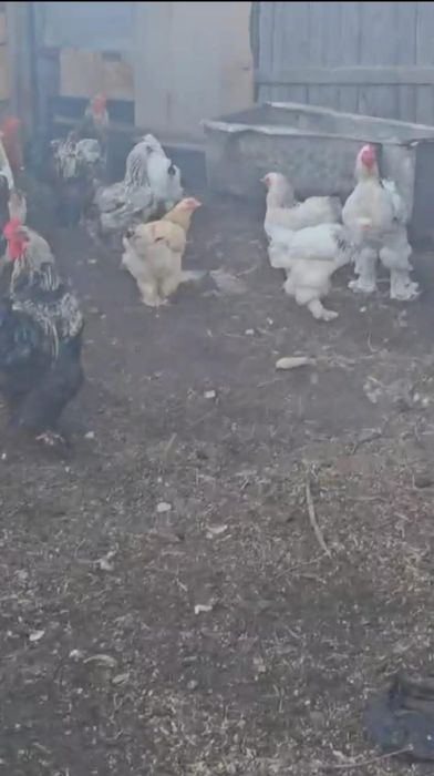 Продам курей брамы