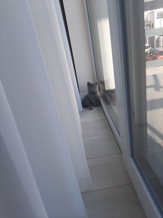 British Shorthair rasa pura