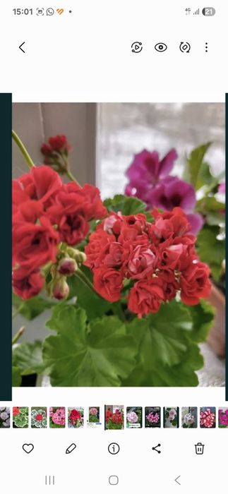 Продам разные пеларгонии