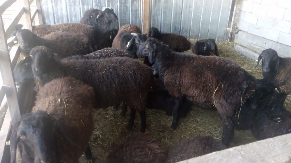 Жас бұқа, қой, тоқты