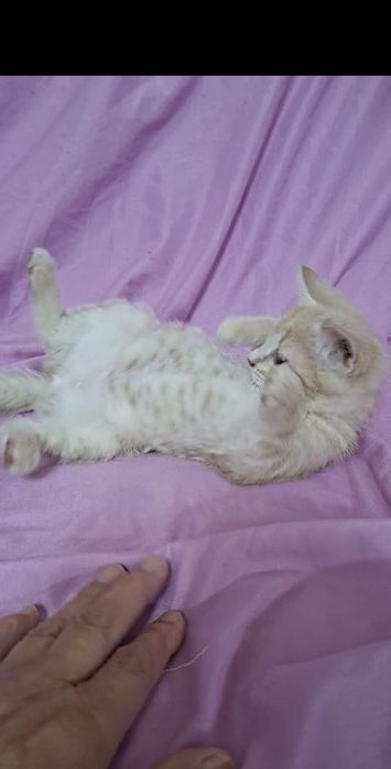 Персиковая девочка котенок Перси в добрые руки!