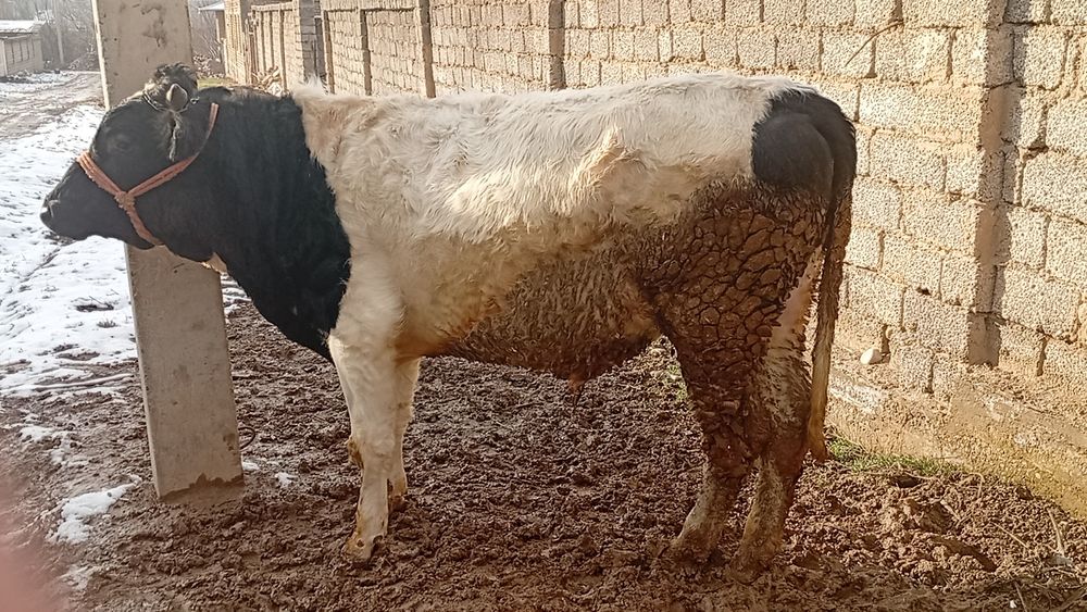 Boqma buqacha sotiladi sogʻlom uyda boqilvotgan