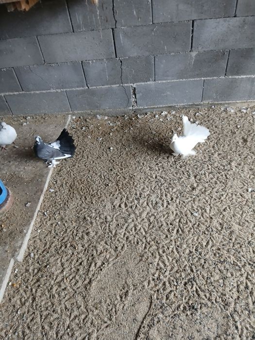 Vand porumbei voltati indieni