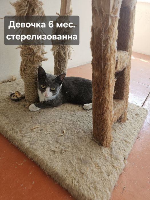 Кошечки британской породы