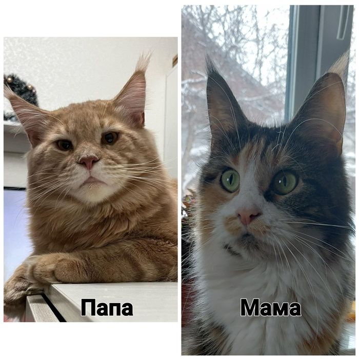 Продаются котята породы Мейн кун