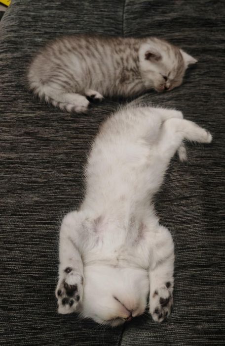 Шотландски котенца