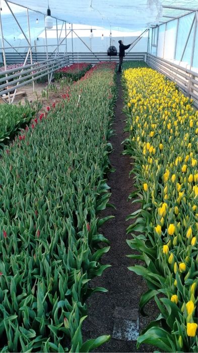 Тюльпаны оптом на 8 марта!!!