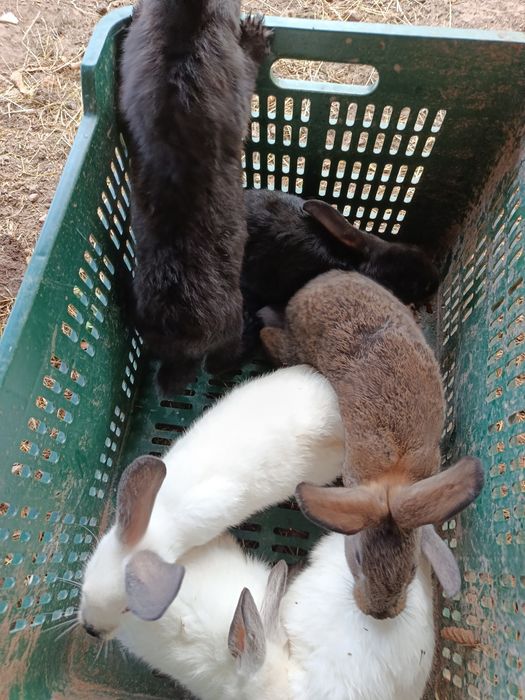 pui de iepure vârstă 3 luni
