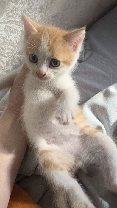 рыжий котенок ищет дом