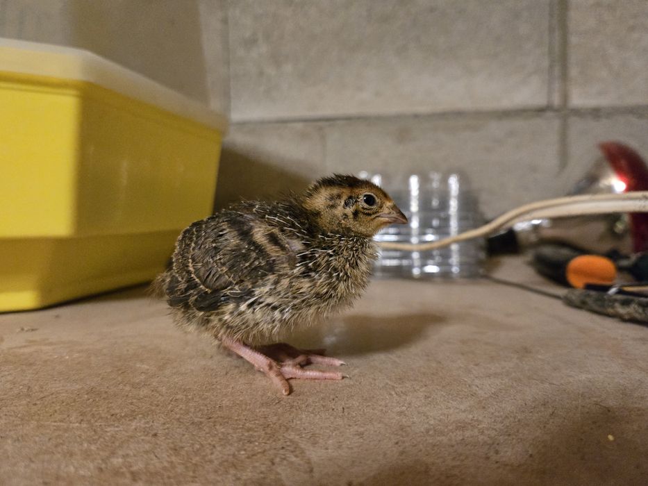 Пъдпъдъци/ Пъдпъдъчи яйца