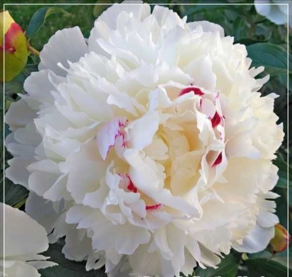 Rizomi ( Bulbi) de Bujor Nobil Sarah Bernard, pt plantat,mari,parfumat