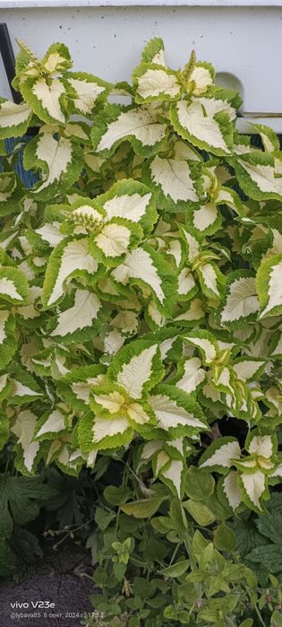 Продам колеус отростки