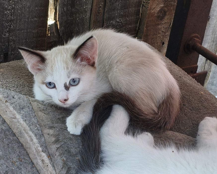 Отдам котят в хорошие руки