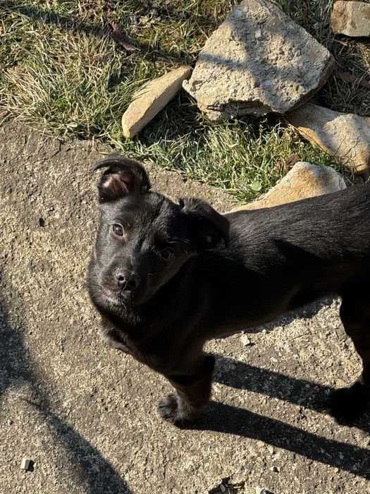 Осинови кученце