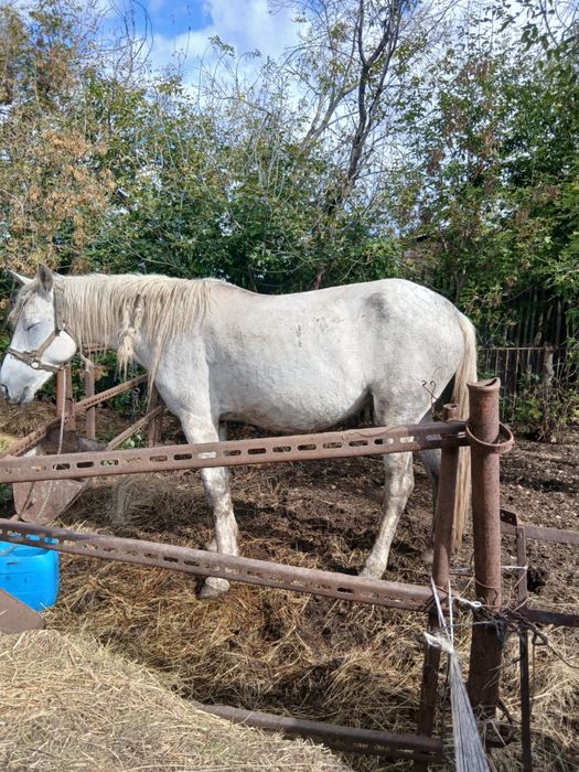 Кобыла жеребая.