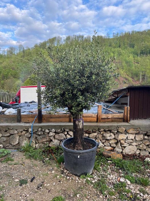 Măslin Olea Europaea de colecție | Design exterior și plantare