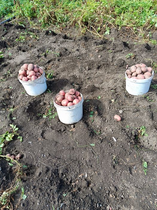 Дачный картофель.