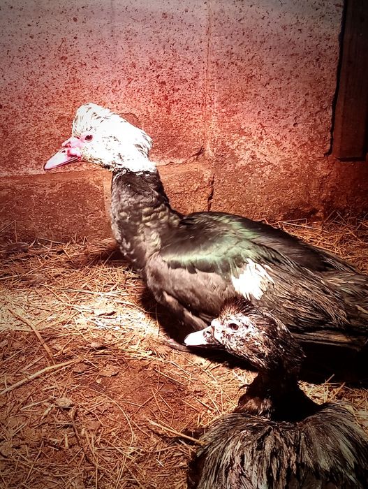 Продам индоуток и селезня.