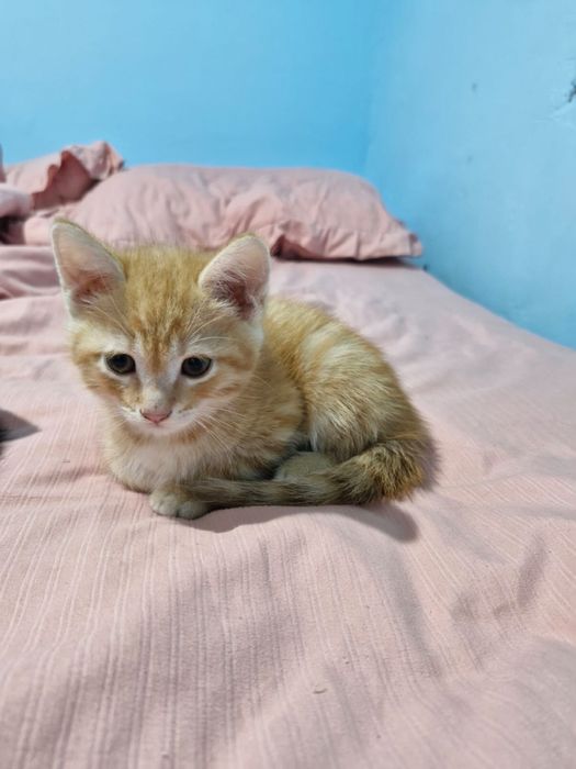 Отдам даром котят