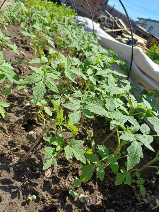 Продам рассаду помидоры, огурцы